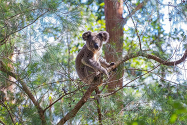 كوالا أستراليا