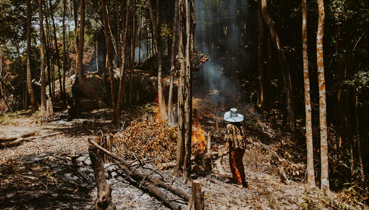 شخص يقوم بإشعال حريق مُسيطر عليه داخل غابة، مع تصاعد الدخان بين الأشجار الجافة.