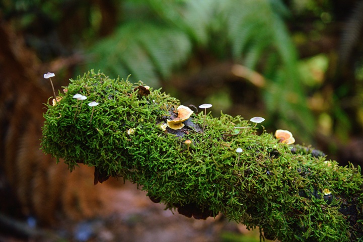 طحالب خضراء تنمو على جذع شجرة في غابة مطيرة بتسمانيا تعكس بيئة نباتات نادرة وقديمة