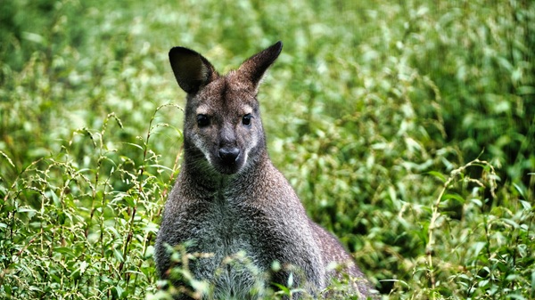 حيوان كنغر يقف وسط الأعشاب في بيئة طبيعية خضراء بأستراليا