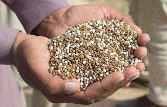 يدان تمسكان بحبيبات سماد متنوعة تُستخدم في الزراعة