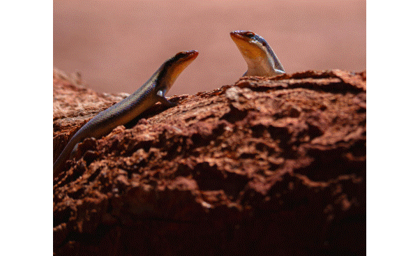 سحليتان صغيرتان من نوع السكينك تقفان على صخرة حمراء في بيئة صحراوية بأستراليا
