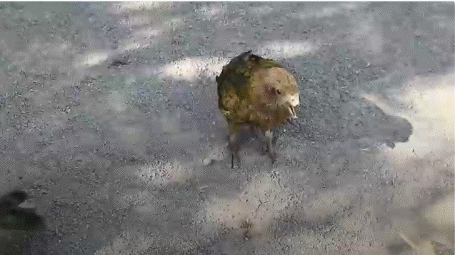 ببغاء كيا يقف على الأرض بمنقار مكسور يظهر تكيفه مع الإعاقة